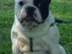 Bulldog fran&ccedil;ais chiots &agrave; vendre