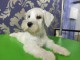 Schnauzer nain blanc chiots &agrave; vendre