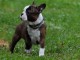 Chiots Boston Terrier m&acirc;le et femelle a donner