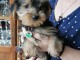 chiots Yorkshire m&acirc;le et femelle a donner