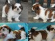 chiots Shih Tzu femelle et m&acirc;le a donner