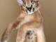 tr&egrave;s beaux chatons, Caracal Savannah F1 et serval disponibles