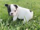 Chiots Bouledogue Fran&ccedil;ais femelle et m&acirc;le a donner