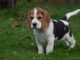 chiots Beagle m&acirc;le et femelle pour adoption