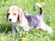 chiots Beagle m&acirc;le et femelle pour adoption