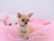 Je c&egrave;des chiot chihuahua femelle creme