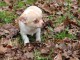 chiot chihuahua femelle age de 4 mois