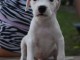 Dogue Argentin beaux chiots
