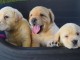 Don Chiots labradors femelle et m&acirc;le disponible