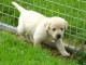 Don Chiots labradors femelle et m&acirc;le disponible