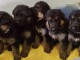 A donner chiots Berger allemand femelle et m&acirc;le