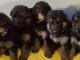 A donner chiots Berger allemand femelle et m&acirc;le