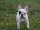 Bulldog fran&ccedil;ais chiots &agrave; vendre