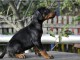 Dobermann chiots &agrave; vendre