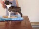Boston Terrier chiots &agrave; vendre