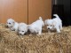 Bichon Fris&eacute; chiots &agrave; vendre