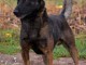 Berger Belge Malinois chiots