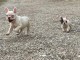 Bulldog fran&ccedil;ais chiots &agrave; vendre