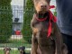 Dobermann chiots &agrave; vendre