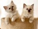 chaton sacr&eacute; de birmanie a donner