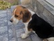 Beagle chiots &agrave; vendre