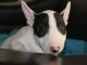 Mini Bull Terrier chiots