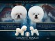 Bichon Fris&eacute; chiot &agrave; vendre