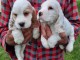 Cocker anglais chiots