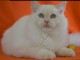 chaton Ragdoll ag&eacute; de 3 mois a donner