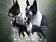Boston Terrier chiots &agrave; vendre