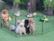 Magnifique chiots Spitz Pom&eacute;ranie