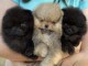 Magnifique chiots Spitz Pom&eacute;ranie