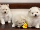Magnifique chiots Spitz Pom&eacute;ranie