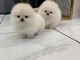 Magnifique chiots Spitz Pom&eacute;ranie