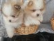 Magnifique chiots Spitz Pom&eacute;ranie