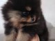 Magnifique chiots Spitz Pom&eacute;ranie