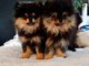 Magnifique chiots Spitz Pom&eacute;ranie
