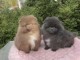 Magnifique chiots Spitz Pom&eacute;ranie