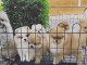 Magnifique chiots Spitz Pom&eacute;ranie