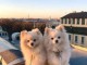 Magnifique chiots Spitz Pom&eacute;ranie