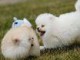 Magnifique chiots Spitz Pom&eacute;ranie