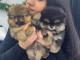 Magnifique chiots Spitz Pom&eacute;ranie