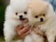 Magnifique chiots Spitz Pom&eacute;ranie