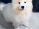 Chiots samoyede pedigr&eacute; a donner
