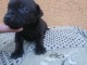 Staffordshire bull-terrier chiots