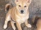 Shiba Inu chiots &agrave; vendre