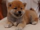 Shiba Inu chiots &agrave; vendre