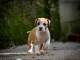 Stafford Terrier am&eacute;ricain chiots