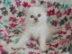 Disponible de suite pour adoption chatons ragdoll