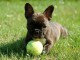 Don de chiots Bouledogue fran&ccedil;ais